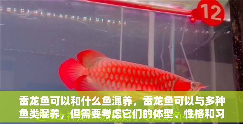 雷龍魚可以和什么魚混養，雷龍魚可以與多種魚類混養，但需要考慮它們的體型、性格和習性