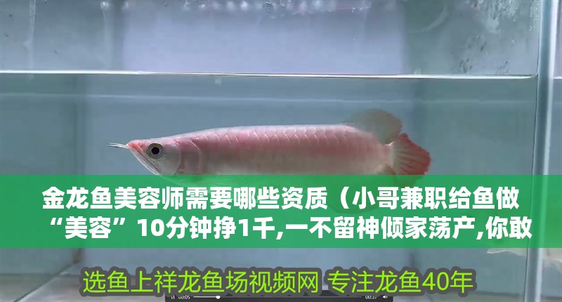 金龍魚美容師需要哪些資質(zhì)（小哥兼職給魚做“美容”10分鐘掙1千,一不留神傾家蕩產(chǎn),你敢嗎？）