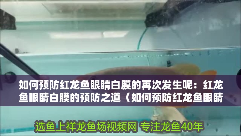 如何預防紅龍魚眼睛白膜的再次發(fā)生呢：紅龍魚眼睛白膜的預防之道（如何預防紅龍魚眼睛白膜再次發(fā)生）