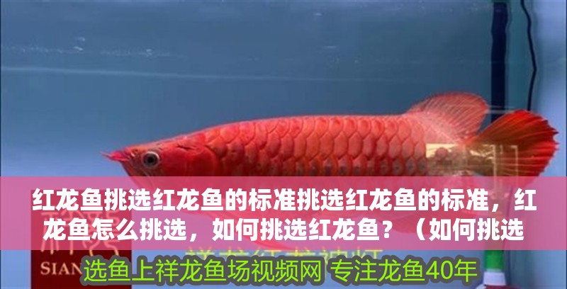 紅龍魚挑選紅龍魚的標準挑選紅龍魚的標準，紅龍魚怎么挑選，如何挑選紅龍魚？（如何挑選紅龍魚）