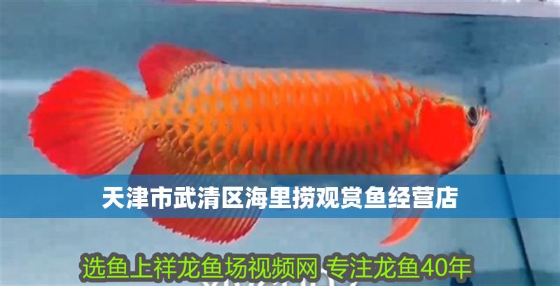 天津市武清區海里撈觀賞魚經營店