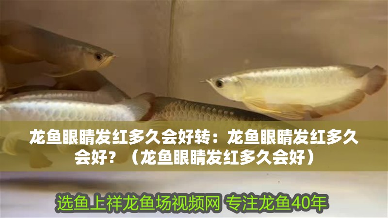 龍魚眼睛發(fā)紅多久會好轉(zhuǎn)：龍魚眼睛發(fā)紅多久會好？（龍魚眼睛發(fā)紅多久會好）