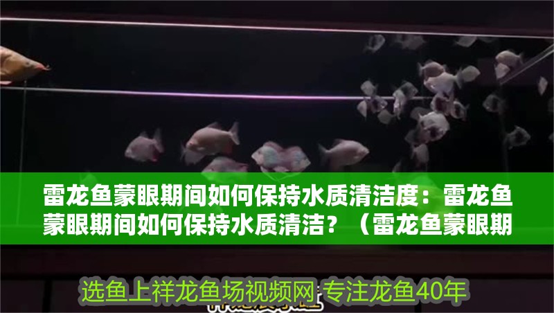 雷龍魚蒙眼期間如何保持水質清潔度：雷龍魚蒙眼期間如何保持水質清潔？（雷龍魚蒙眼期間如何保持水質清潔）