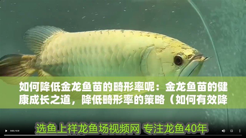 如何降低金龍魚苗的畸形率呢：金龍魚苗的健康成長之道，降低畸形率的策略（如何有效降低金龍魚苗的畸形率）