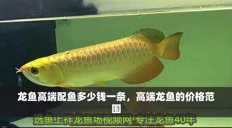 龍魚高端配魚多少錢一條，高端龍魚的價格范圍