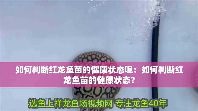 如何判斷紅龍魚苗的健康狀態呢：如何判斷紅龍魚苗的健康狀態？