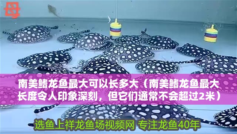 南美鰭龍魚最大可以長多大（南美鰭龍魚最大長度令人印象深刻，但它們通常不會超過2米） 南美鰭龍魚最大可以長多大（南美鰭龍魚最大長度令人印象深刻，但它們通常不會超過2米） 龍魚百科