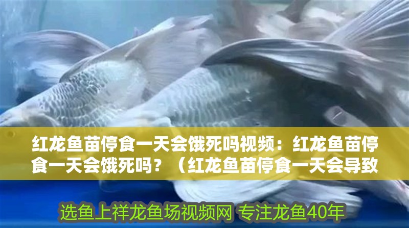 紅龍魚苗停食一天會餓死嗎視頻：紅龍魚苗停食一天會餓死嗎？（紅龍魚苗停食一天會導致死亡嗎？）