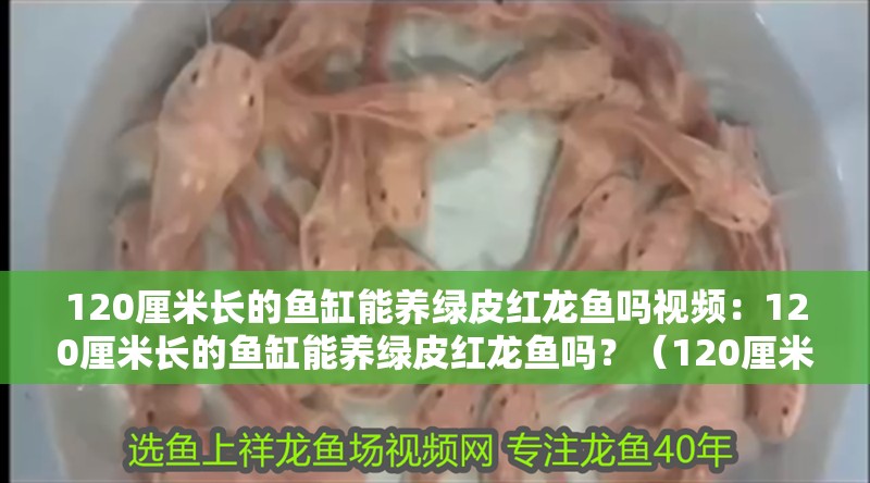 120厘米長的魚缸能養綠皮紅龍魚嗎視頻：120厘米長的魚缸能養綠皮紅龍魚嗎？（120厘米的魚缸適合養殖綠皮紅龍魚嗎？）