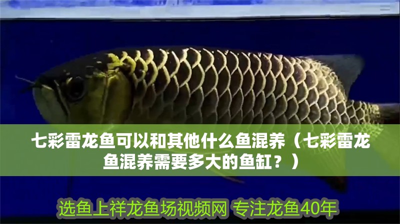 魚缸用增氧泵價格是多少:魚缸增氧機-xtrac增氧機-xtrac增氧機 七彩雷龍魚可以和其他什么魚混養(七彩雷龍魚混養需要多大的魚缸?) 龍魚百科 七彩雷龍魚可以和其他什么魚混養(七彩雷龍魚混養需要多大的魚缸?) 七彩雷龍魚可以和其他什么魚混養(七彩雷龍魚混養需要多大的魚缸?) 龍魚百科