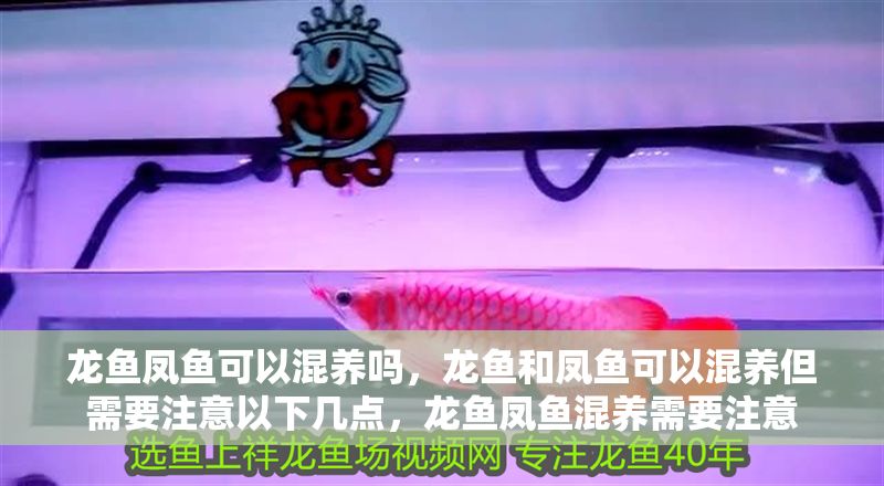 龍魚(yú)鳳魚(yú)可以混養(yǎng)嗎，龍魚(yú)和鳳魚(yú)可以混養(yǎng)但需要注意以下幾點(diǎn)，龍魚(yú)鳳魚(yú)混養(yǎng)需要注意