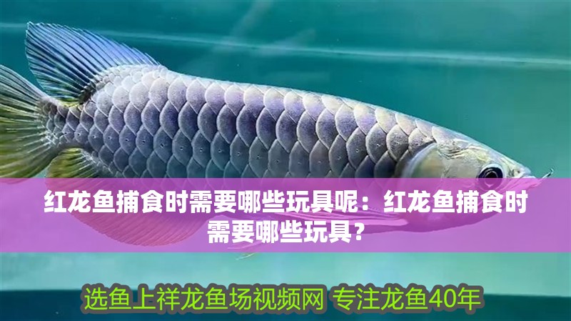 紅龍魚捕食時需要哪些玩具呢：紅龍魚捕食時需要哪些玩具？