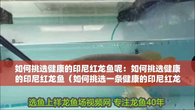 如何挑選健康的印尼紅龍魚呢：如何挑選健康的印尼紅龍魚（如何挑選一條健康的印尼紅龍魚）
