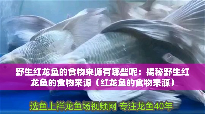 野生紅龍魚(yú)的食物來(lái)源有哪些呢：揭秘野生紅龍魚(yú)的食物來(lái)源（紅龍魚(yú)的食物來(lái)源）