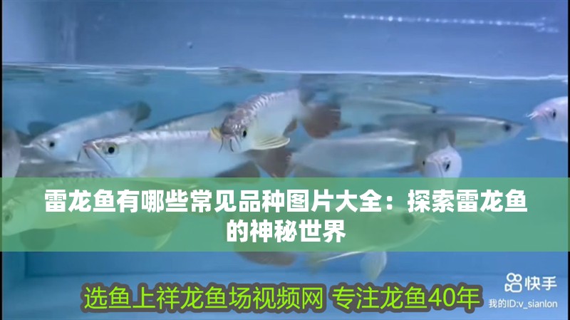 雷龍魚有哪些常見品種圖片大全：探索雷龍魚的神秘世界