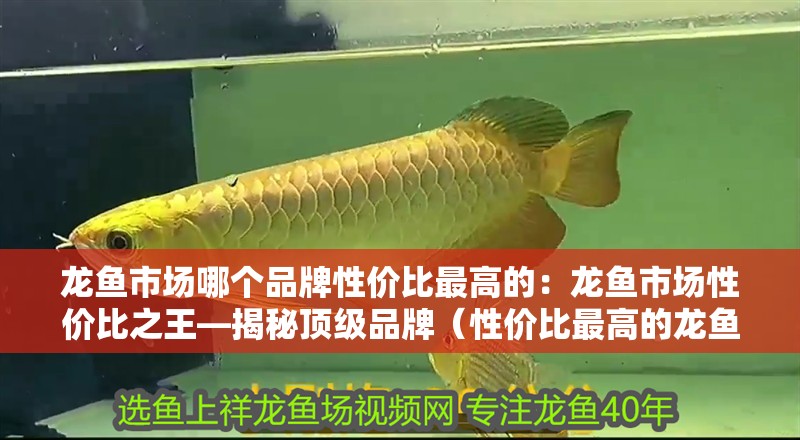 龍魚市場哪個品牌性價比最高的：龍魚市場性價比之王—揭秘頂級品牌（性價比最高的龍魚品牌） 龍魚市場哪個品牌性價比最高的：龍魚市場性價比之王—揭秘頂級品牌（性價比最高的龍魚品牌） 水族問答