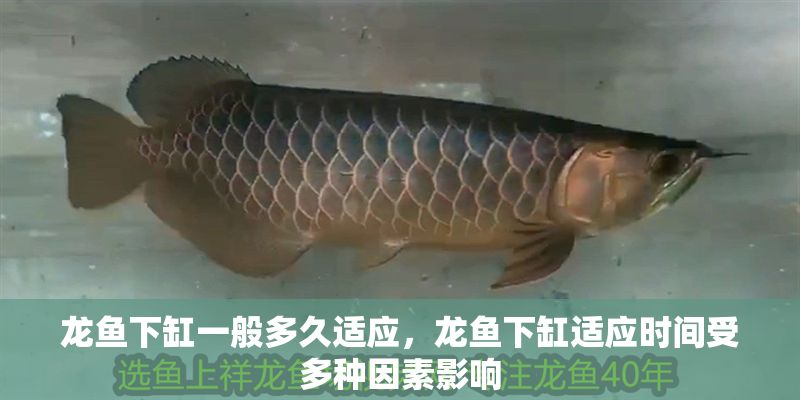 龍魚下缸一般多久適應，龍魚下缸適應時間受多種因素影響