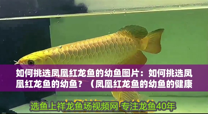 如何挑選鳳凰紅龍魚的幼魚圖片：如何挑選鳳凰紅龍魚的幼魚？（鳳凰紅龍魚的幼魚的健康狀態和成長潛力以及挑選幼魚的建議）