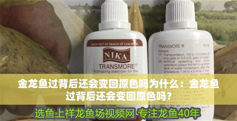 金龍魚過背后還會變回原色嗎為什么：金龍魚過背后還會變回原色嗎？