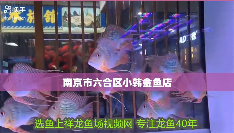 南京市六合區小韓金魚店