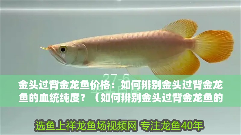 金頭過背金龍魚價(jià)格：如何辨別金頭過背金龍魚的血統(tǒng)純度？（如何辨別金頭過背金龍魚的血統(tǒng)純度）