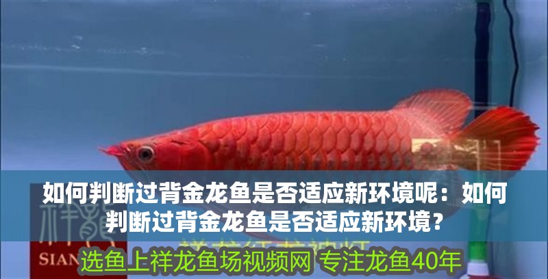 如何判斷過背金龍魚是否適應新環境呢：如何判斷過背金龍魚是否適應新環境？