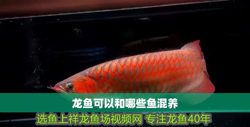 龍魚可以和哪些魚混養(yǎng)