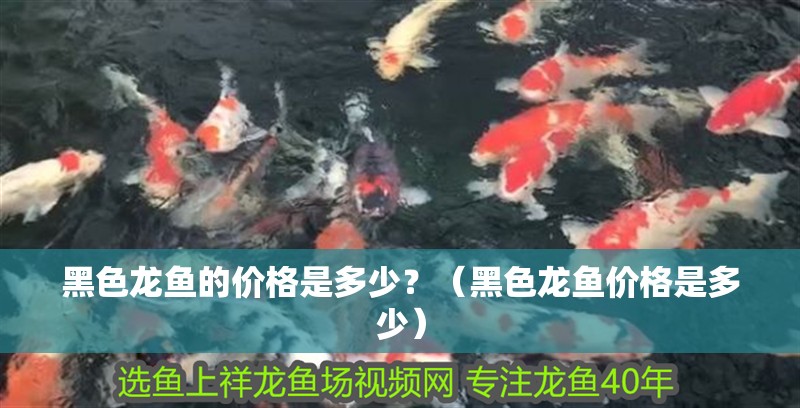 龍魚怕什么 黑色龍魚的價格是多少?(黑色龍魚價格是多少) 龍魚百科 黑色龍魚的價格是多少?(黑色龍魚價格是多少) 黑色龍魚的價格是多少?(黑色龍魚價格是多少) 龍魚百科