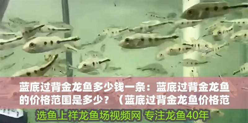 藍底過背金龍魚多少錢一條：藍底過背金龍魚的價格范圍是多少？（藍底過背金龍魚價格范圍是多少藍底過背金龍魚的價格范圍）