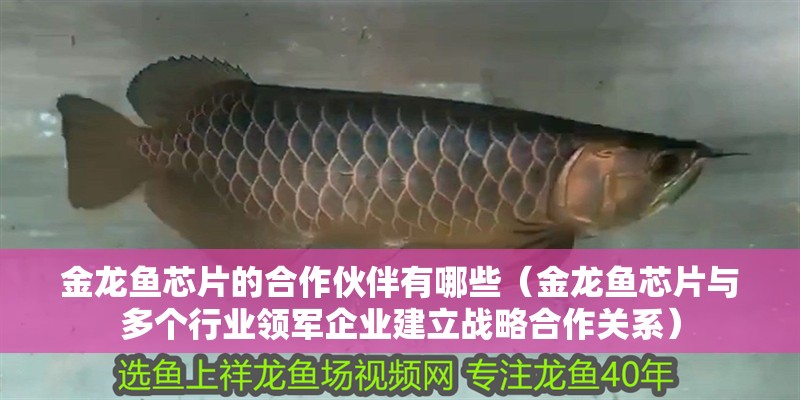 金龍魚芯片的<strong><mark>合作</mark></strong>伙伴有哪些（金龍魚芯片與多個行業領軍企業建立戰略<strong><mark>合作</mark></strong>關系）