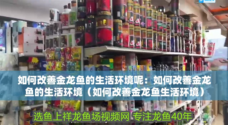 如何改善金龍魚(yú)的生活環(huán)境呢：如何改善金龍魚(yú)的生活環(huán)境（如何改善金龍魚(yú)生活環(huán)境）