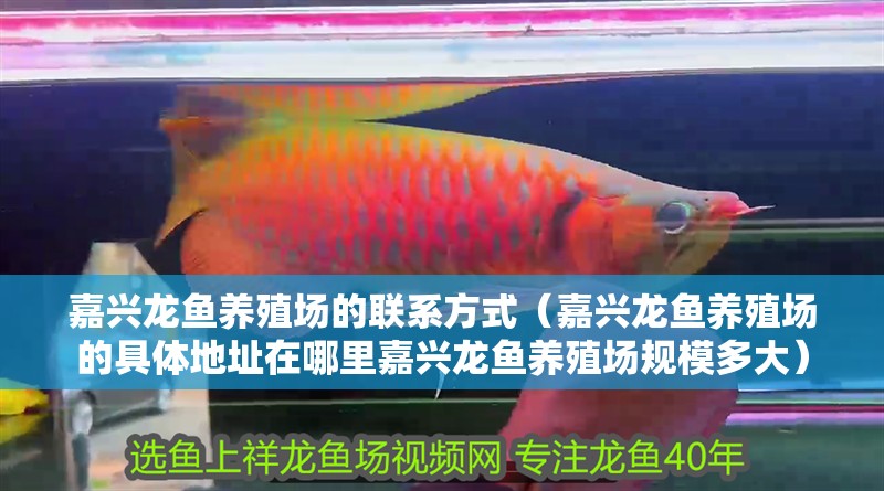 魚缸用增氧泵價(jià)格是多少:魚缸增氧機(jī)-xtrac增氧機(jī)-xtrac增氧機(jī) 嘉興龍魚養(yǎng)殖場(chǎng)的聯(lián)系方式(嘉興龍魚養(yǎng)殖場(chǎng)的具體地址在哪里嘉興龍魚養(yǎng)殖場(chǎng)規(guī)模多大) 龍魚百科 嘉興龍魚養(yǎng)殖場(chǎng)的聯(lián)系方式(嘉興龍魚養(yǎng)殖場(chǎng)的具體地址在哪里嘉興龍魚養(yǎng)殖場(chǎng)規(guī)模多大) 嘉興龍魚養(yǎng)殖場(chǎng)的聯(lián)系方式(嘉興龍魚養(yǎng)殖場(chǎng)的具體地址在哪里嘉興龍魚養(yǎng)殖場(chǎng)規(guī)模多大) 龍魚百科