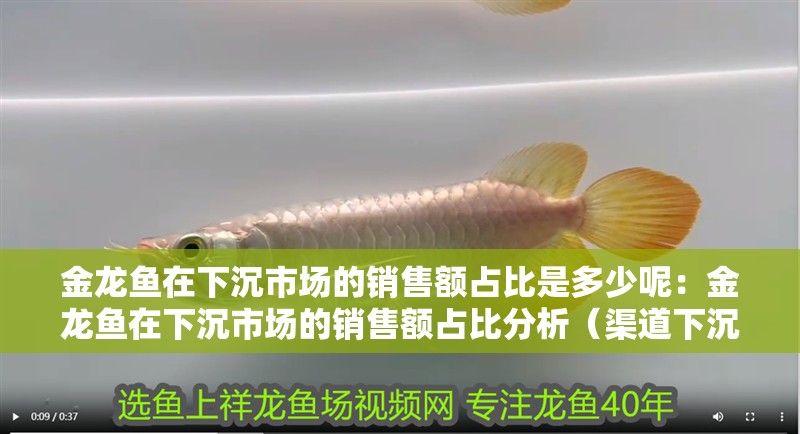 金龍魚(yú)在下沉市場(chǎng)的銷(xiāo)售額占比是多少呢：金龍魚(yú)在下沉市場(chǎng)的銷(xiāo)售額占比分析（渠道下沉：金龍魚(yú)在下沉市場(chǎng)的銷(xiāo)售額占比超過(guò)50%）