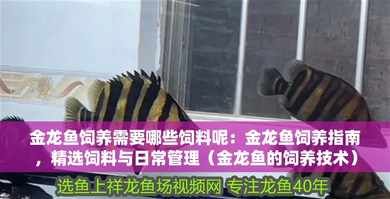 金龍魚飼養需要哪些飼料呢：金龍魚飼養指南，精選飼料與日常管理（金龍魚的飼養技術）