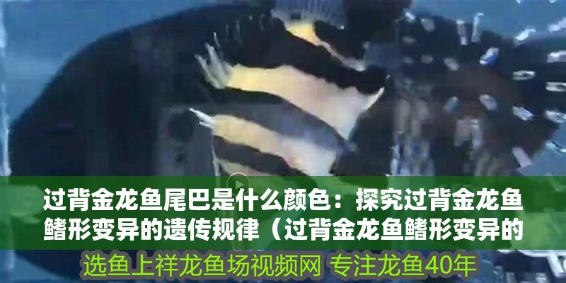 過背金龍魚尾巴是什么顏色：探究過背金龍魚鰭形變異的遺傳規律（過背金龍魚鰭形變異的遺傳規律）