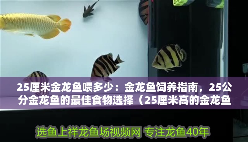 25厘米金龍魚喂多少：金龍魚飼養指南，25公分金龍魚的最佳食物選擇（25厘米高的金龍魚的喂食頻率是如何喂養25厘米高的）