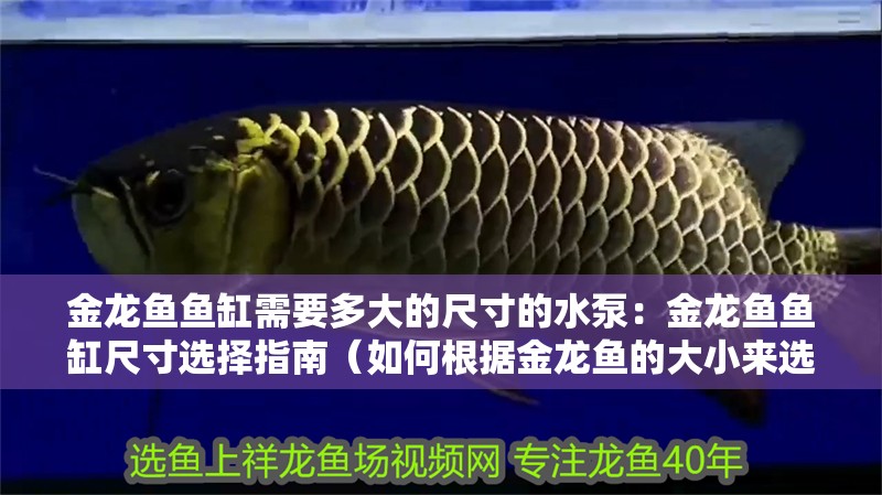 金龍魚魚缸需要多大的尺寸的水泵：金龍魚魚缸尺寸選擇指南（如何根據金龍魚的大小來選擇合適的魚缸尺寸）