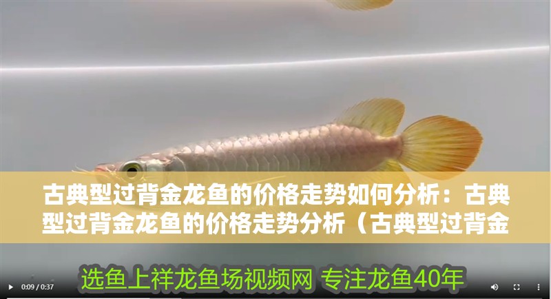 古典型過背金龍魚的價格走勢如何分析：古典型過背金龍魚的價格走勢分析（古典型過背金龍魚價格走勢分析）
