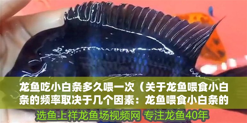 龍魚吃小白條多久喂一次（關(guān)于龍魚喂食小白條的頻率取決于幾個因素：龍魚喂食小白條的頻率）