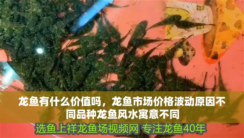 龍魚有什么價值嗎，龍魚市場價格波動原因不同品種龍魚風水寓意不同