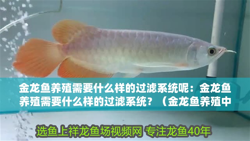 金龍魚養殖需要什么樣的過濾系統呢：金龍魚養殖需要什么樣的過濾系統？（金龍魚養殖中所需的過濾系統類型及其特點）