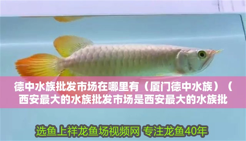 德中水族批發市場在哪里有（廈門德中水族）（西安最大的水族批發市場是西安最大的水族批發市場在哪里有）