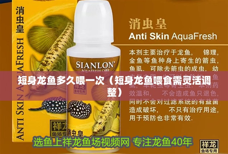 短身龍魚多久喂一次（短身龍魚喂食需靈活調(diào)整）