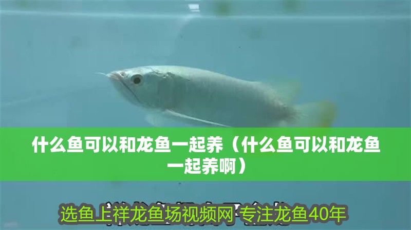 什么魚可以和龍魚一起養(yǎng)（什么魚可以和龍魚一起養(yǎng)啊）