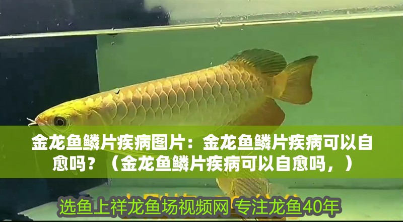 魚缸用增氧泵價格是多少:魚缸增氧機-xtrac增氧機-xtrac增氧機 金龍魚鱗片疾病圖片:金龍魚鱗片疾病可以自愈嗎?(金龍魚鱗片疾病可以自愈嗎,) 水族問答 金龍魚鱗片疾病圖片:金龍魚鱗片疾病可以自愈嗎?(金龍魚鱗片疾病可以自愈嗎,) 金龍魚鱗片疾病圖片:金龍魚鱗片疾病可以自愈嗎?(金龍魚鱗片疾病可以自愈嗎,) 水族問答