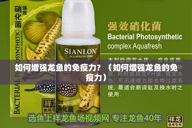 如何增強龍魚的免疫力？（如何增強龍魚的免疫力）