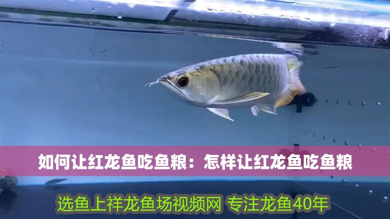 如何讓紅龍魚吃魚糧：怎樣讓紅龍魚吃魚糧