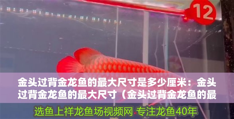 金頭過背金龍魚的最大尺寸是多少厘米：金頭過背金龍魚的最大尺寸（金頭過背金龍魚的最大尺寸）