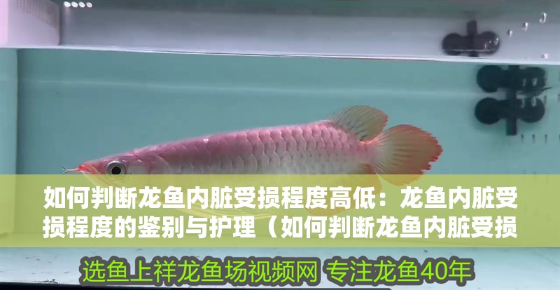 如何判斷龍魚內臟受損程度高低：龍魚內臟受損程度的鑒別與護理（如何判斷龍魚內臟受損）