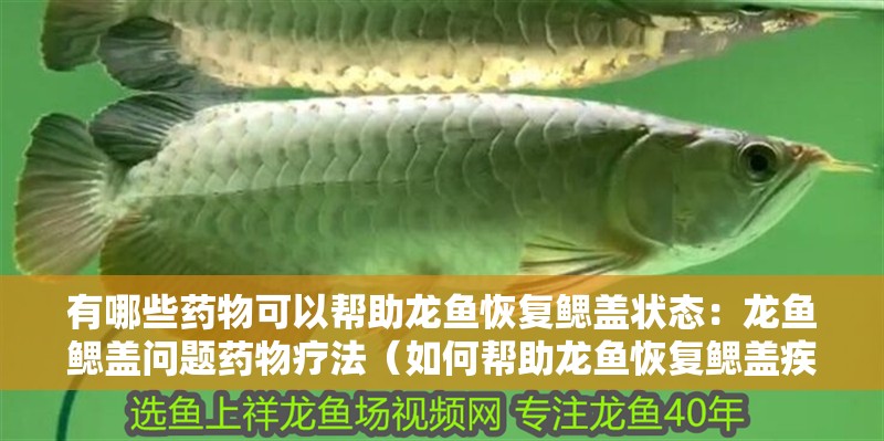 有哪些藥物可以幫助龍魚恢復鰓蓋狀態：龍魚鰓蓋問題藥物療法（如何幫助龍魚恢復鰓蓋疾?。? title=